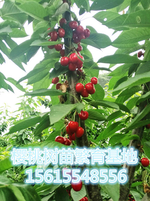 吉塞拉矮化半岛游戏官方下载软件
主杆结果照片