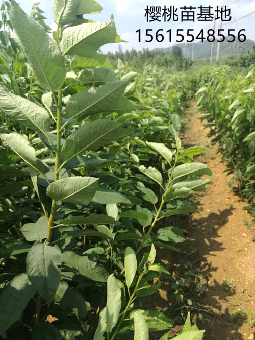 吉塞拉半岛游戏官方下载软件
圃生长情况