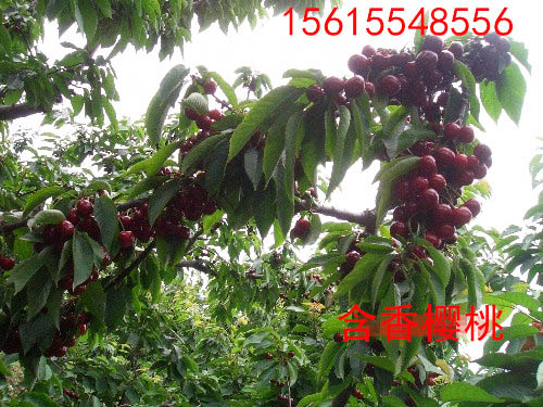 含香半岛游戏官方下载软件
结果状
