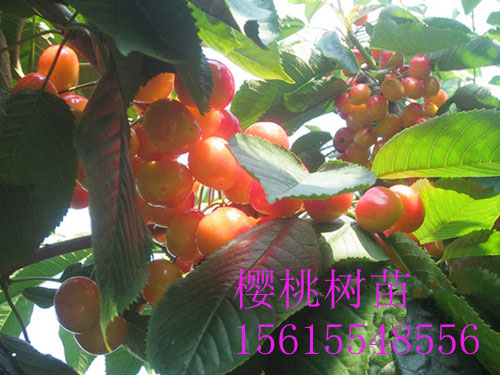 雷尼半岛游戏官方下载软件
结果照片