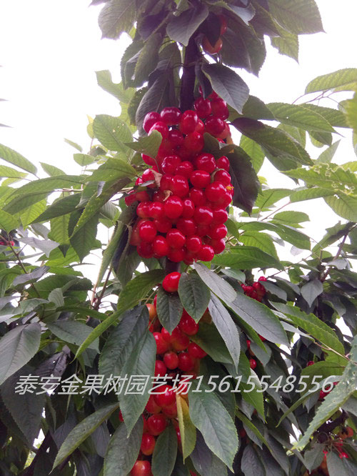 吉塞拉雷尼半岛游戏官方下载软件
丰产照片