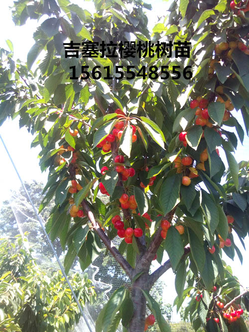 2016年吉塞拉半岛游戏官方下载软件
3公分-8公分结果照片