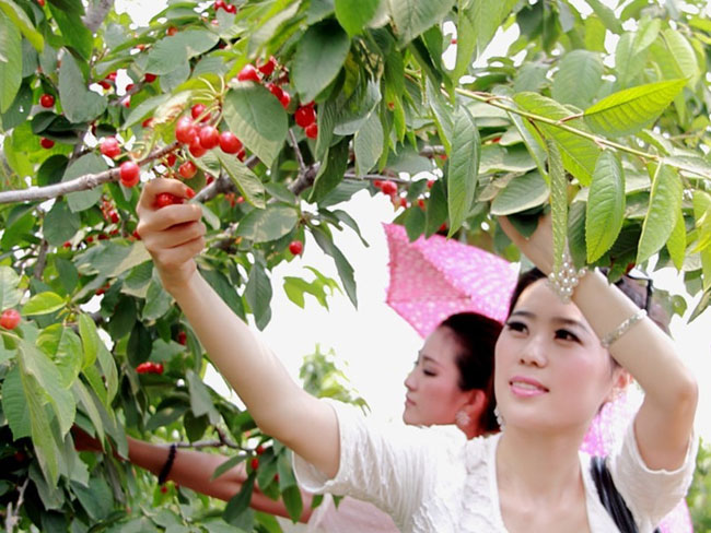 布鲁克斯半岛游戏官方下载软件
