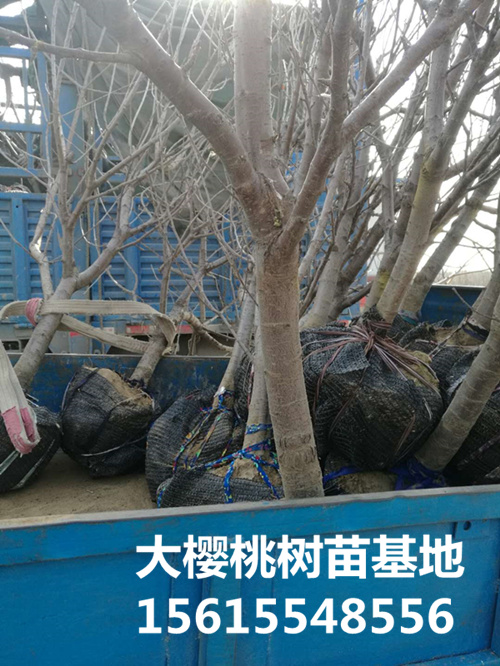 大樱桃苗 半岛游戏官方下载软件
装车照片