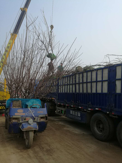 大樱桃苗 半岛游戏官方下载软件
装车现场
