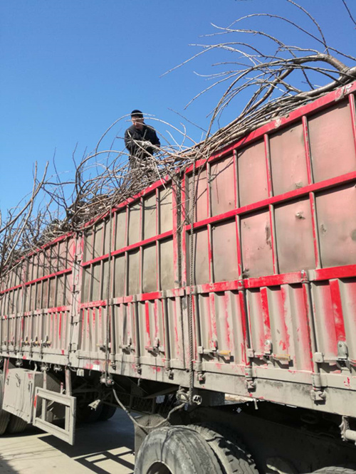 大樱桃苗 半岛游戏官方下载软件
装车