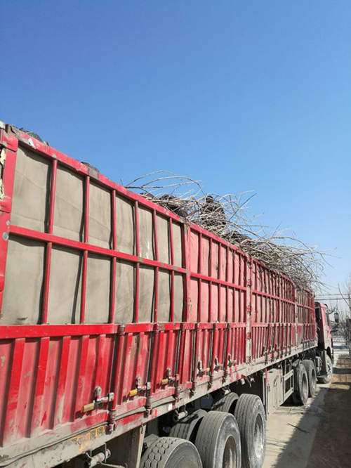 大樱桃苗 半岛游戏官方下载软件
装车