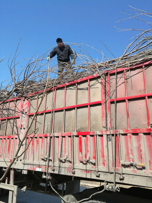 大樱桃苗 半岛游戏官方下载软件
装车