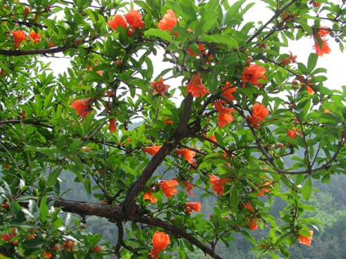 牡丹花石榴品种介绍与半岛电子综合
