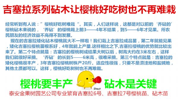 吉塞拉樱桃苗，半岛游戏官方下载软件

