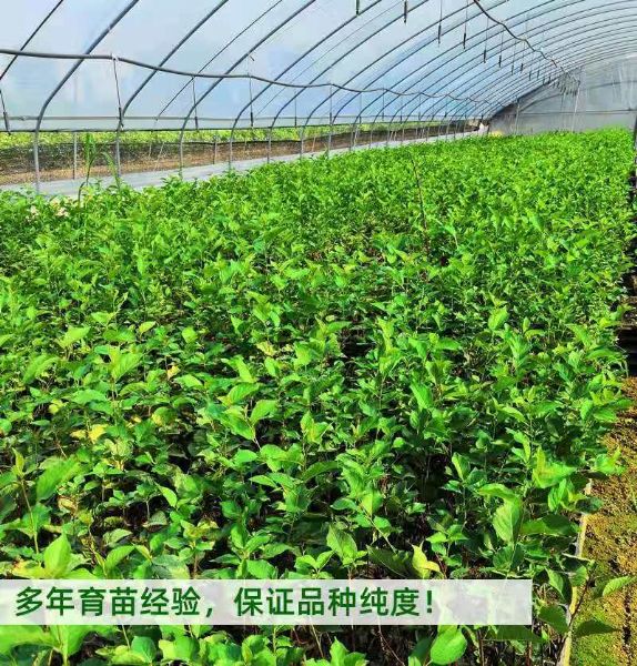 半岛电竞官方下载安装苹果
吉塞拉矮化樱桃苗基地