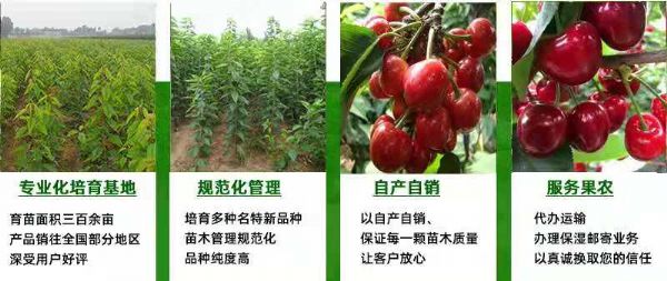 半岛电竞官方下载安装苹果
吉塞拉矮化樱桃苗基地