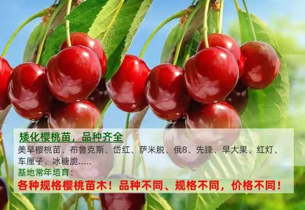 半岛电竞官方下载安装苹果
吉塞拉矮化樱桃苗基地