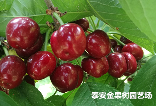 吉塞拉，吉塞拉矮化樱桃苗，矮化樱桃苗，樱桃苗，吉塞拉矮化半岛游戏官方下载软件
