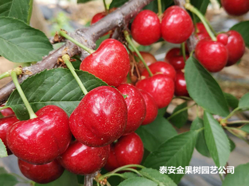 吉塞拉，吉塞拉矮化樱桃苗，矮化樱桃苗，樱桃苗，吉塞拉矮化半岛游戏官方下载软件
