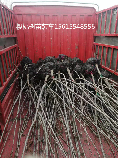 2020年吉塞拉矮化半岛游戏官方下载软件
装车现场。